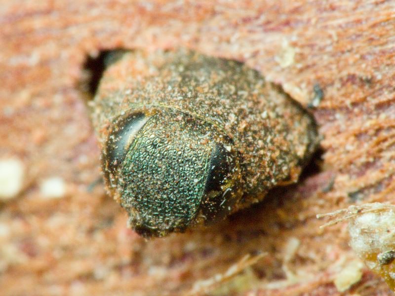 Anthaxia mamaj Pliginski, 1924